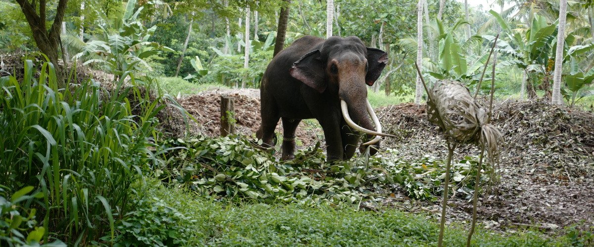 Eléphant dans la Millenium Elephant Foundation