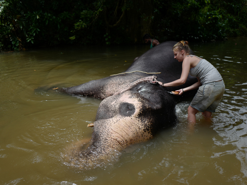 Une touriste participe au bain d'un éléphant dans la Millenium Elephant Foundation au Sri Lanka
