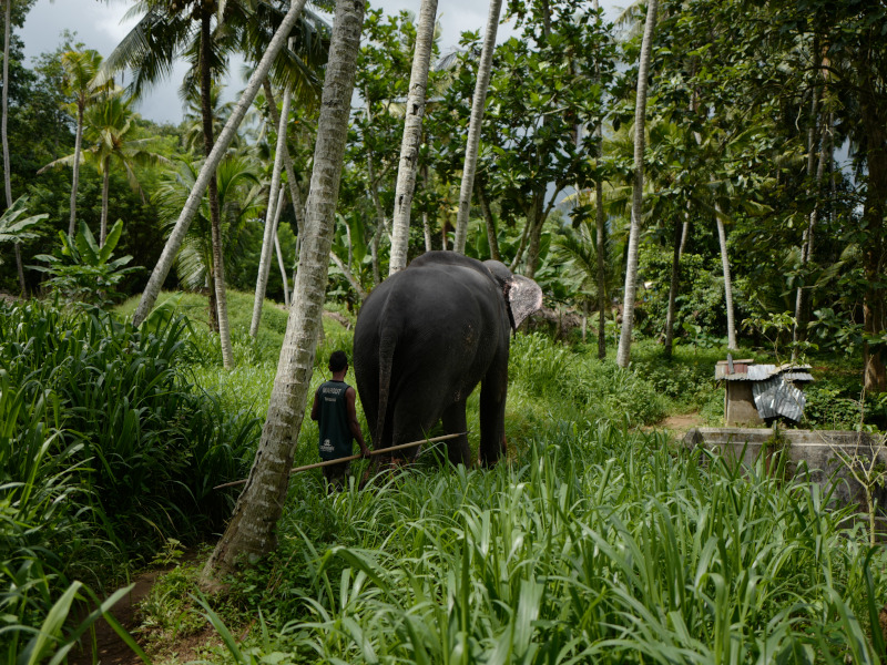 Elephant Walk Experience au Sri Lanka