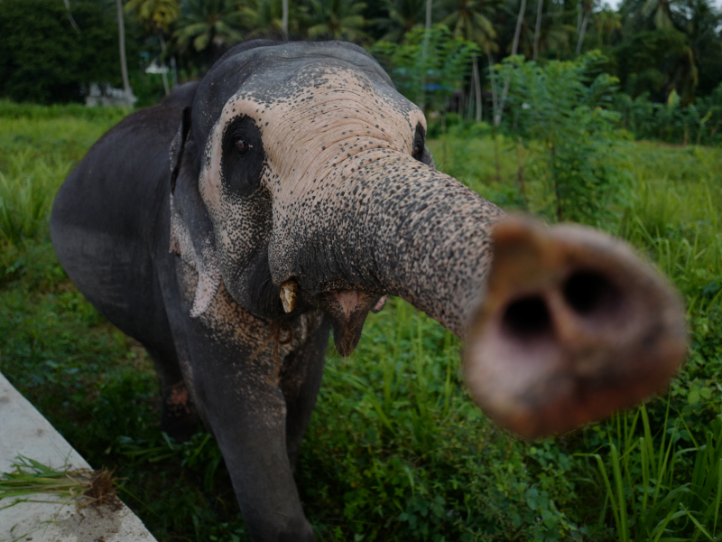 Eléphant du Sri Lanka à la Millenium Elephant Foundation