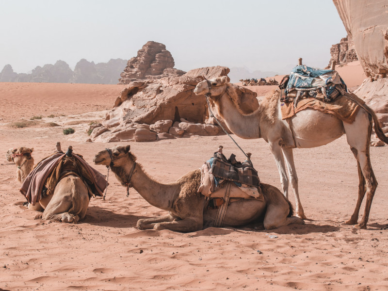 Rencontre avec les chameaux et découverte d'une activité à découvrir : la câlinothérapie