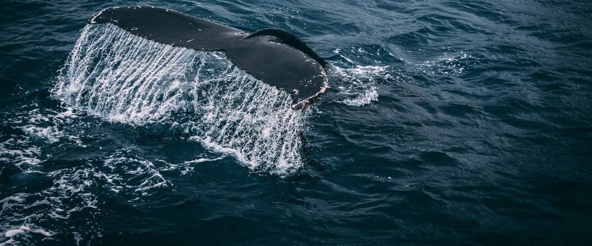Baleine du Sri Lanka